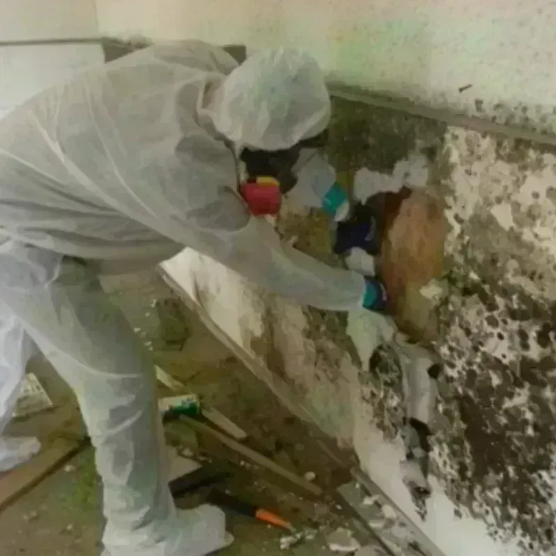 Mold Remediation and Removal in Kingsley, MI